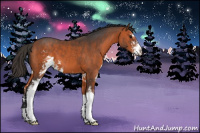 Horse Color:Bay Sabino