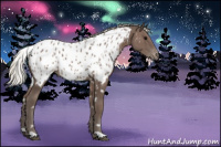 Horse Color:White Spotted Silver Black Appaloosa 