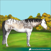 Horse Color:Brown Ice Onyx Splash Appaloosa
