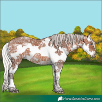 Horse Color:Silver Brown Ice Splash