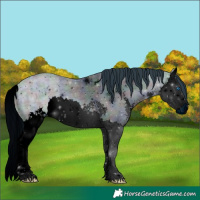Horse Color:ERROR: UNKNOWN ANOMALY