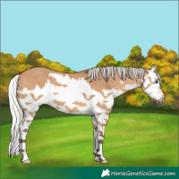 Horse Color:Silver Bay Dun Sabino Splash