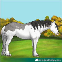 Horse Color:Grullo Sabino Splash Appaloosa 