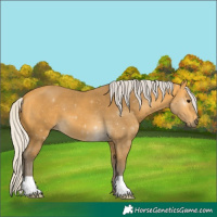Horse Color:Silver Buckskin 
