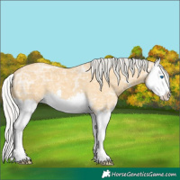 Horse Color:Silver Buckskin Ice Sabino Splash