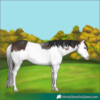 Horse Color:Brown Sabino Splash 