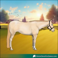 Horse Color:Buckskin Pearl Sabino 
