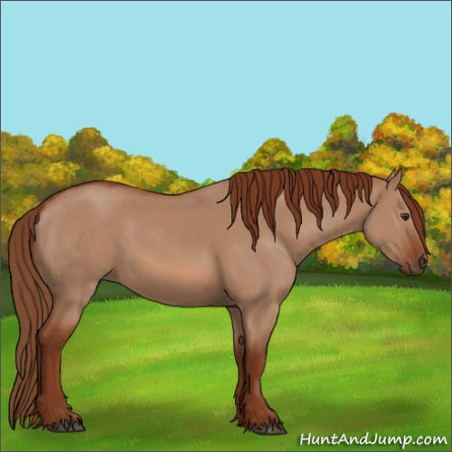 Horse Color:Red Dun 