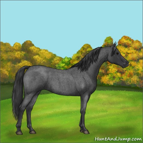 Horse Color:Blue Roan 