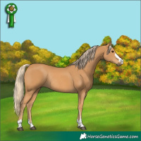 Horse Color:Chestnut Rabicano 