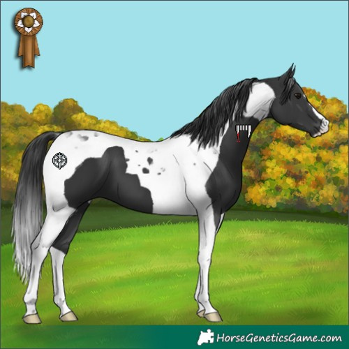 Horse Color:Black Tobiano 