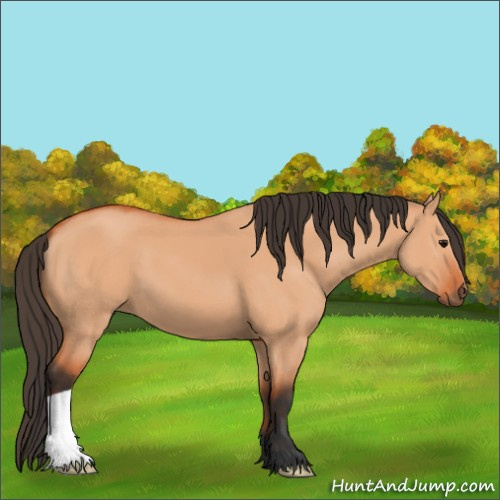 Horse Color:Bay Dun 