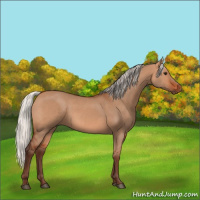 Horse Color:Silver Bay Dun 