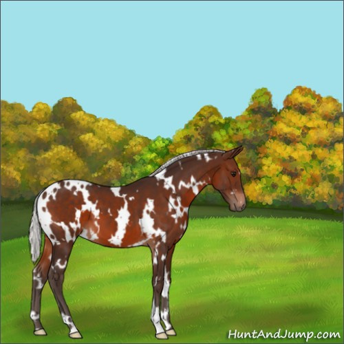 Horse Color:White Spotted Silver Brown 
