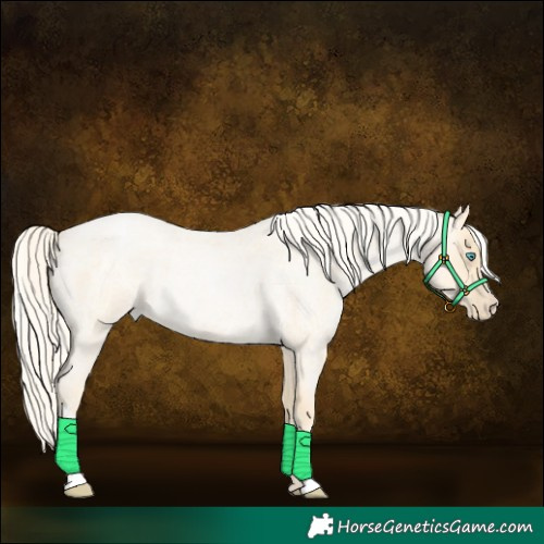 Horse Color:Palomino Roan Pearl Sabino