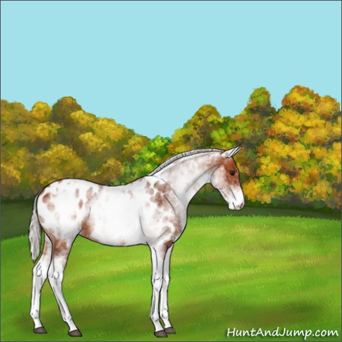 Horse Color:White Spotted Silver Brown Tobiano Near Leopard Rabicano 
