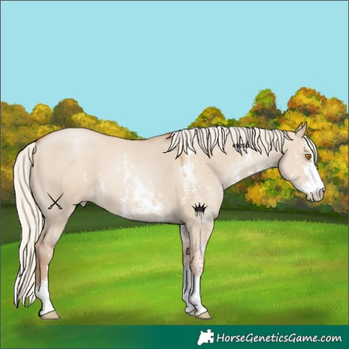 Horse Color:Silver Grullo Pearl Sabino 
