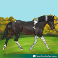 Horse Color:Brown Tobiano 