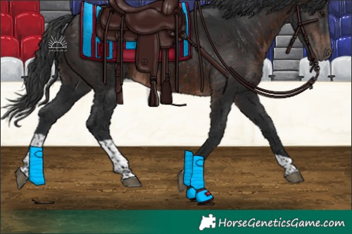 Horse Color:Brown Tobiano Rabicano