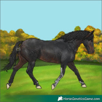 Horse Color:Brown Tobiano 