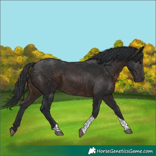 Horse Color:Brown Tobiano 