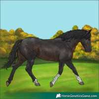 Horse Color:Brown Tobiano 