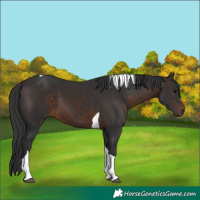 Horse Color:Brown Tobiano 