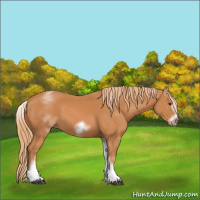 Horse Color:White Spotted Chestnut Frame 