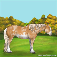 Horse Color:White Spotted Palomino Splash Frame
