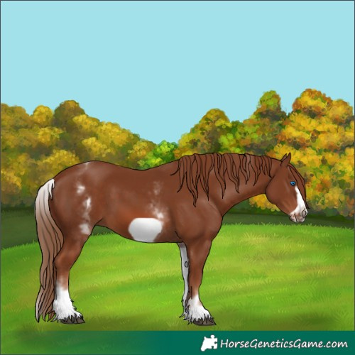 Horse Color:White Spotted Chestnut Frame 