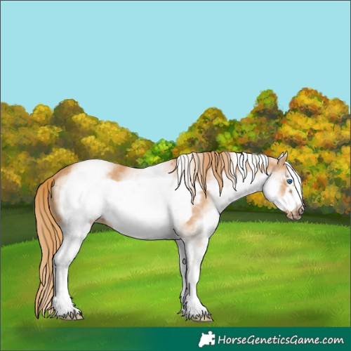 Horse Color:White Spotted Chestnut Frame 