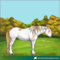 Horse Color:White Spotted Chestnut Frame
