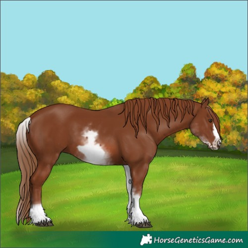 Horse Color:White Spotted Chestnut Frame 