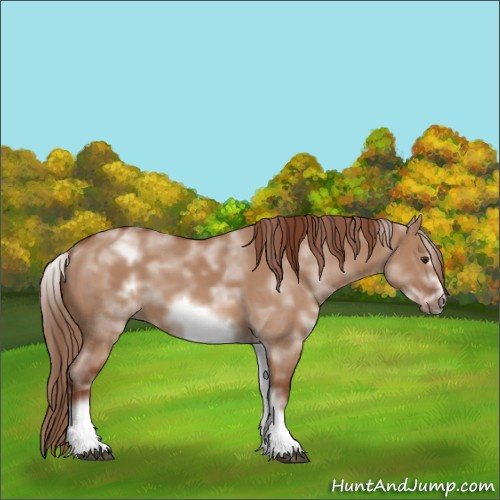 Horse Color:White Spotted Red Dun Frame 