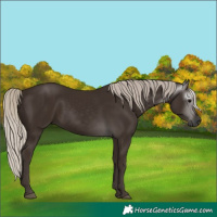 Horse Color:Gray Silver Black 