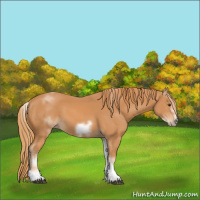 Horse Color:White Spotted Chestnut Frame 