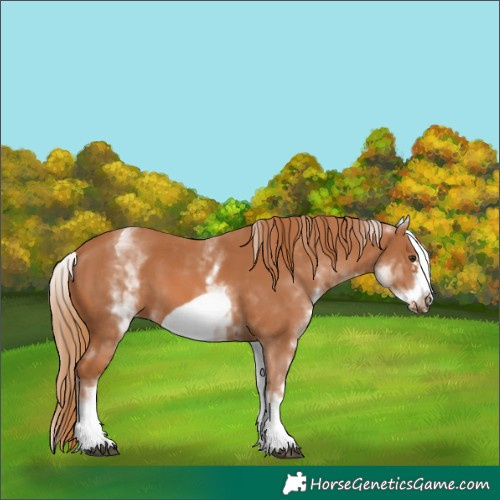 Horse Color:White Spotted Chestnut Frame 
