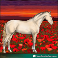 Horse Color:Buckskin Pearl Sabino 