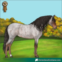 Horse Color:Liver Red Roan 