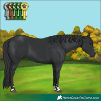 Horse Color:Black 