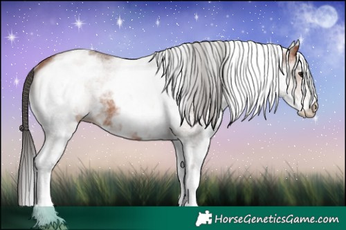 Horse Color:White Spotted Bay 