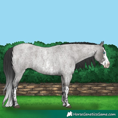 Horse Color:Grullo Roan Sabino Splash  and Grullo Roan Sabino Splash 