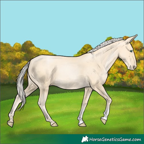 Horse Color:Palomino Pearl Sabino 
