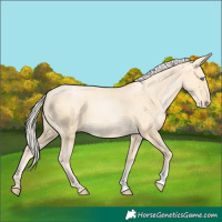 Horse Color:Palomino Pearl Sabino 