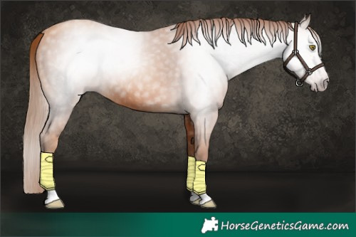 Horse Color:Gray Gold Champagne Tobiano Rabicano 