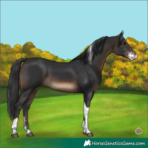 Horse Color:Brown Sabino Tobiano 