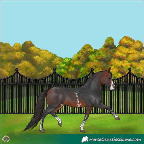 Horse Color:Bay Sabino