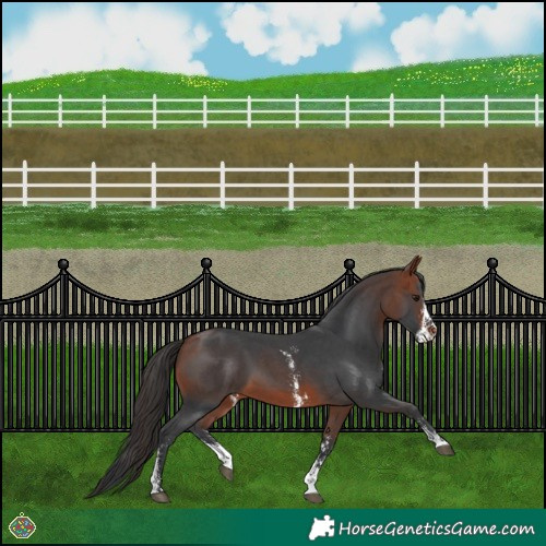 Horse Color:Bay Sabino