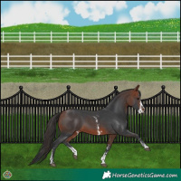 Horse Color:Bay Sabino 