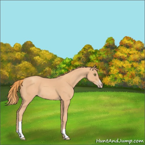 Horse Color:Gold Champagne